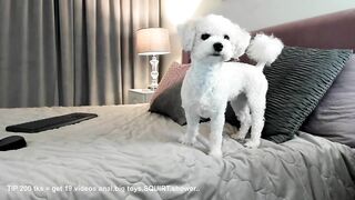 sexmadchen - Video [Chaturbate] taiwan asia Fantastic Boobs -boysporn