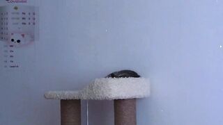 katy_ethereal - Video [Chaturbate] punk throat-fuck Dame Products Pom Private session replay