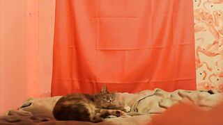 shelikessoymilk - [Video] onlyfans ass fuck role-play record