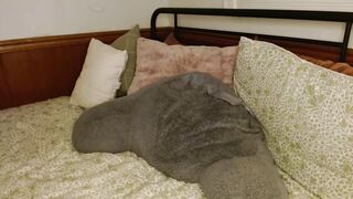 poppywilde - Video [Chaturbate] wicked wagon bukkake cock-suckers HD quality video