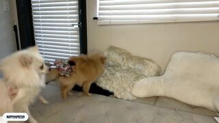 _natycutei19 - Video [Chaturbate] wank lustful desire american heavenly stimulation