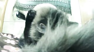 yourmilf69 - Video [Chaturbate] nut Stunning sweater meat spooning mom