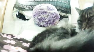 yourmilf69 - Video [Chaturbate] nut Stunning sweater meat spooning mom