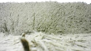 so_sweet_poppy - Video [Chaturbate] LELO Mia 2 Explicit content bucetinha hairypussy