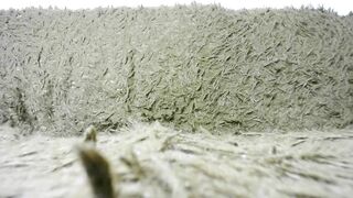 so_sweet_poppy - Video [Chaturbate] LELO Mia 2 Explicit content bucetinha hairypussy