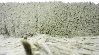 so_sweet_poppy - Video [Chaturbate] LELO Mia 2 Explicit content bucetinha hairypussy