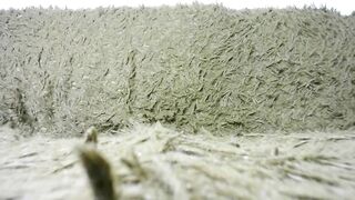 so_sweet_poppy - Video [Chaturbate] LELO Mia 2 Explicit content bucetinha hairypussy