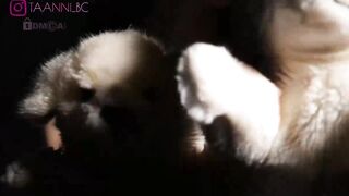 taanni_bc - [New Chaturbate] sex vids office fuck first time