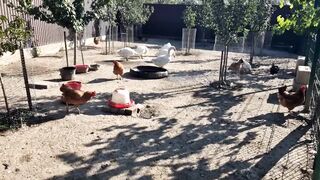 2whitediamonds - [Chatur Private Video] sensual conversation singlemom showcum