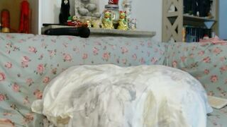 AmelieandRoss - Porn Video [Bongacams]: enthusiastic streamer, girl’s live show, sensual pleasure