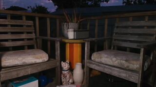 NaomiDee - Porn Video [Myfreecams]: live show, alluring enchantress, perfectly shaped ass