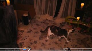 Dashy - Porn Video [Myfreecams]: breathtaking beauty, online footage, aching longing