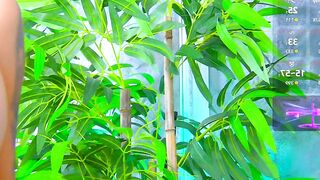 BambiKayyy - Stripchat Online Stream big-ass-doggy-style interactive-toys lovense fingering-young