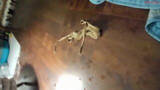 carliescott_meow - Record  [Chaturbate] Jimmyjane Form 2 awesome harddick